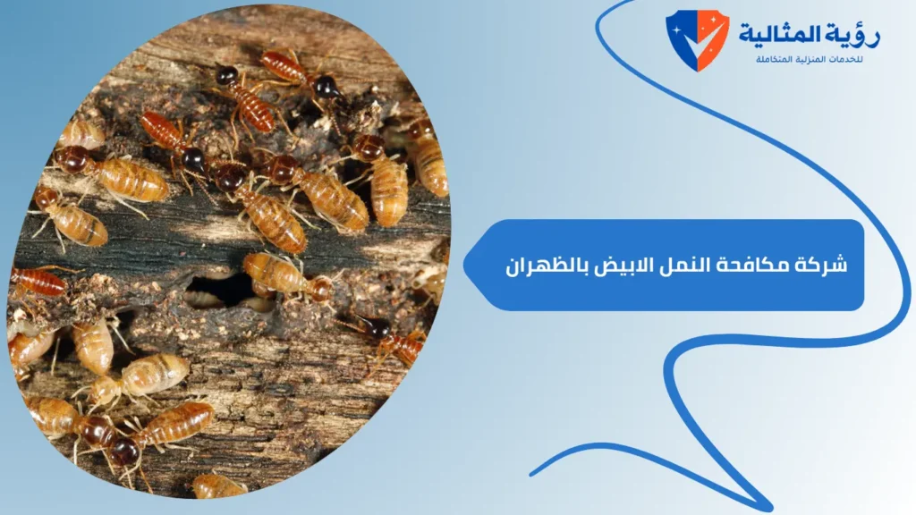 شركة مكافحة النمل الابيض بالظهران